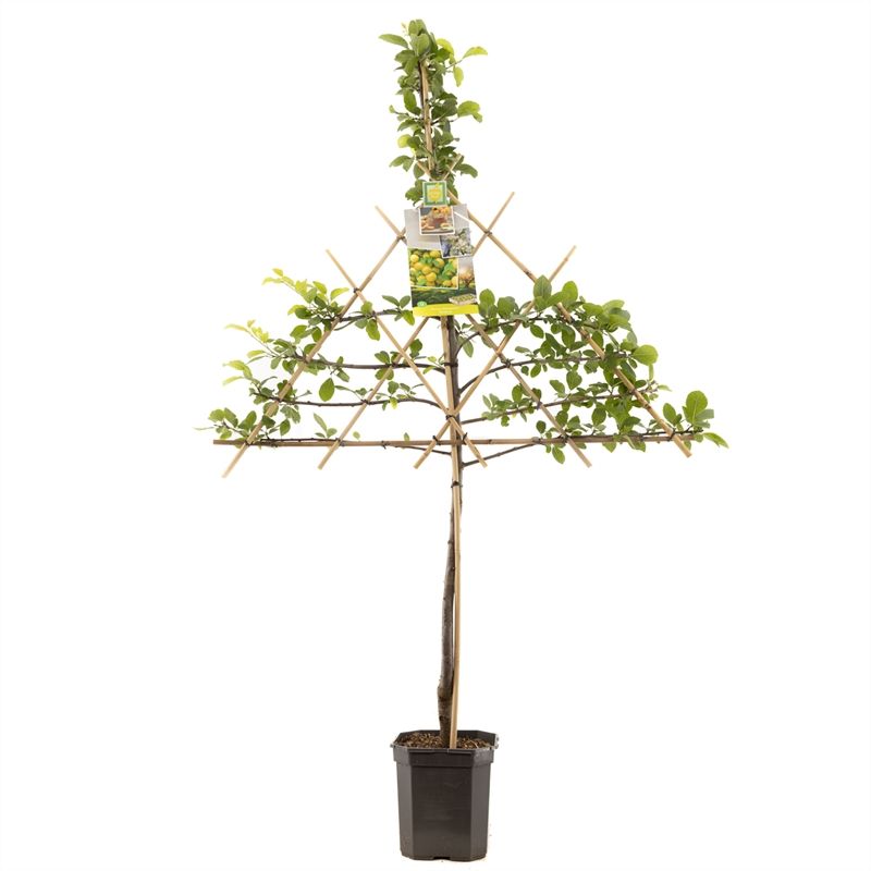 Prunus dom. Ontario leivorm Groen-gele pruim, D 24