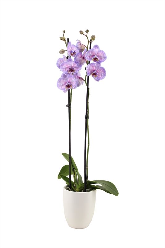 Hugo p12 white Phal I am Royal Purple Heart 2T14+, D 12 cm