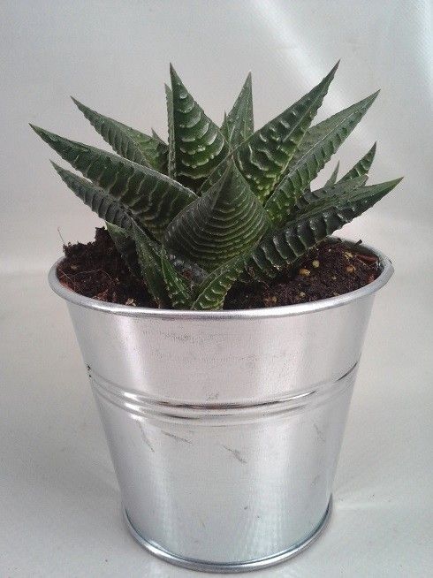 183 Zink pot Limifolia 8,5 cm, D 10