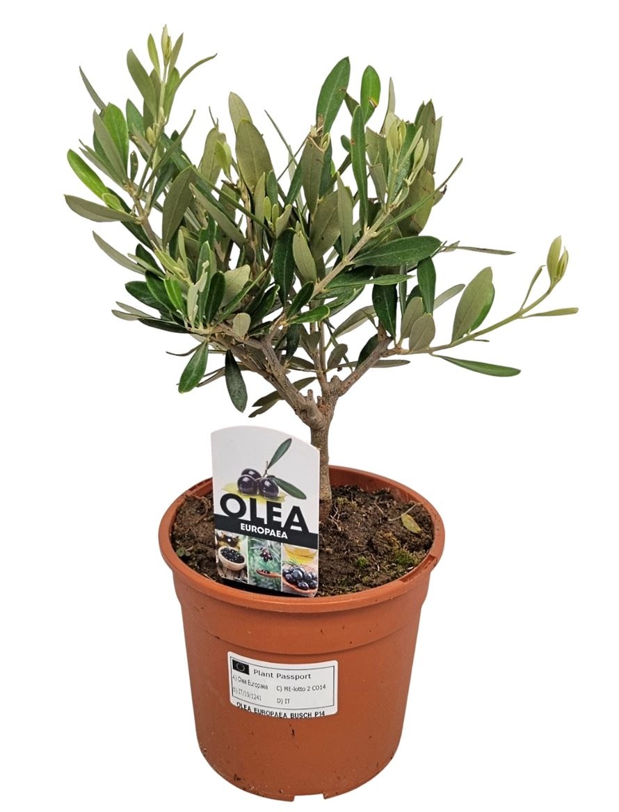 Olea Europaea Bush - 1241, D 15 cm Olea Europaea Bush - 1241, D 15 cm