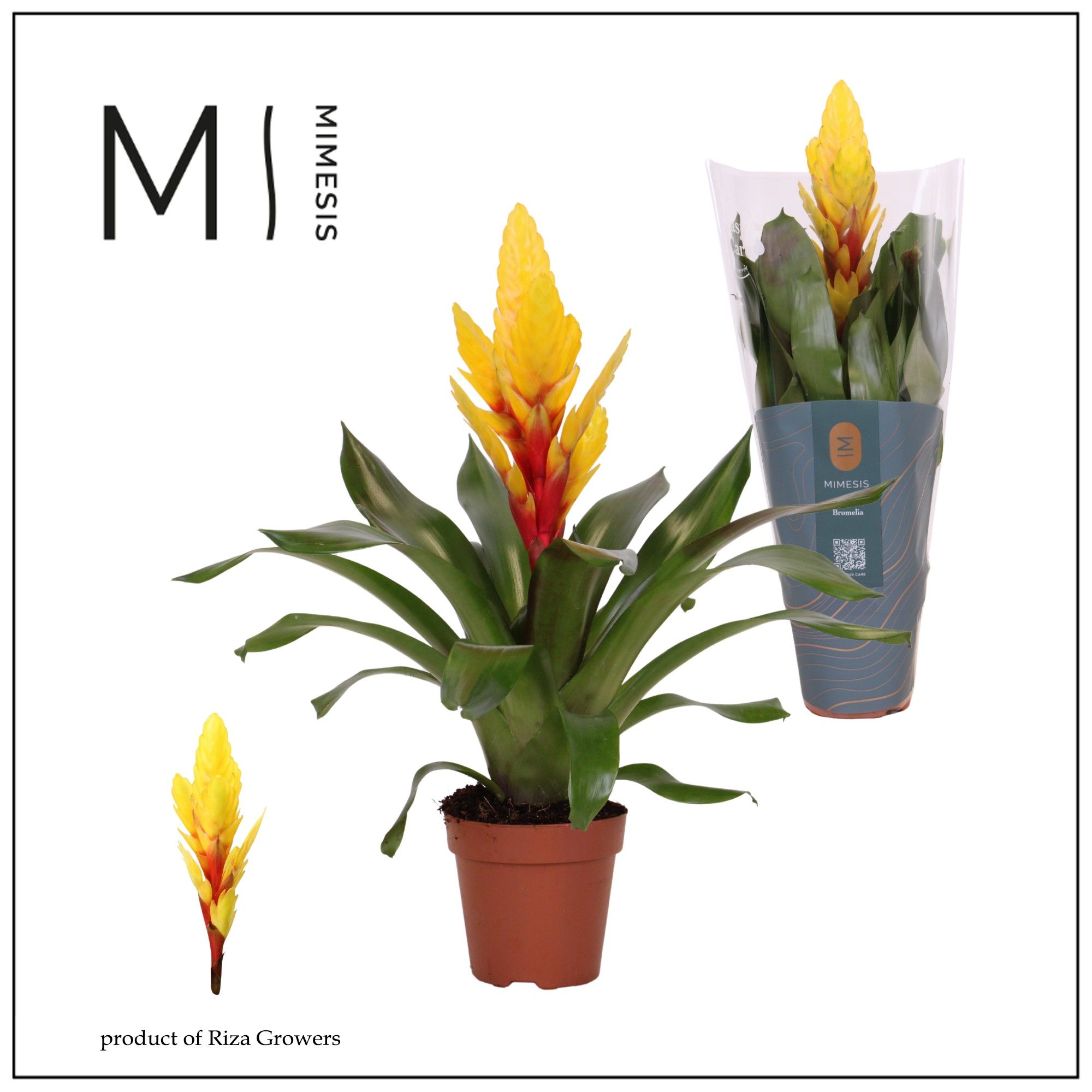 Vriesea Intenso Yellow - 12cm | Mimesis, D 12
