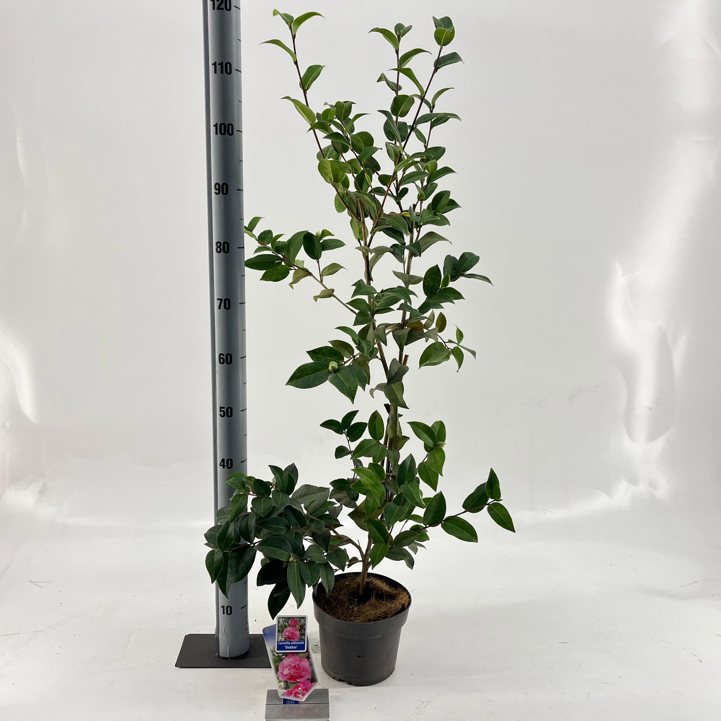 Camellia wil. 'Debbie', D 19 cm
