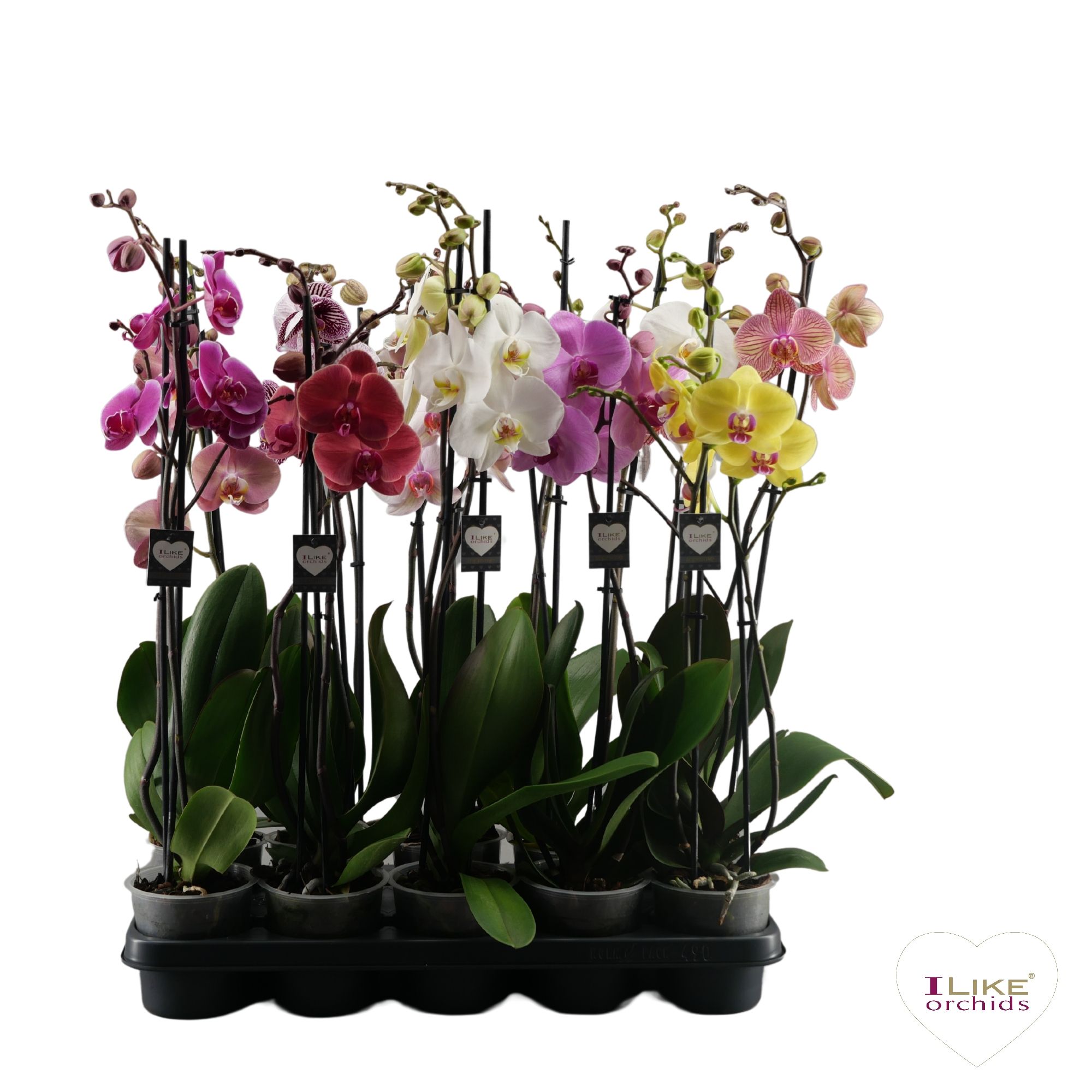Phalaenopsis Supreme op ras mix - 2 tak 70cm, D 12 cm