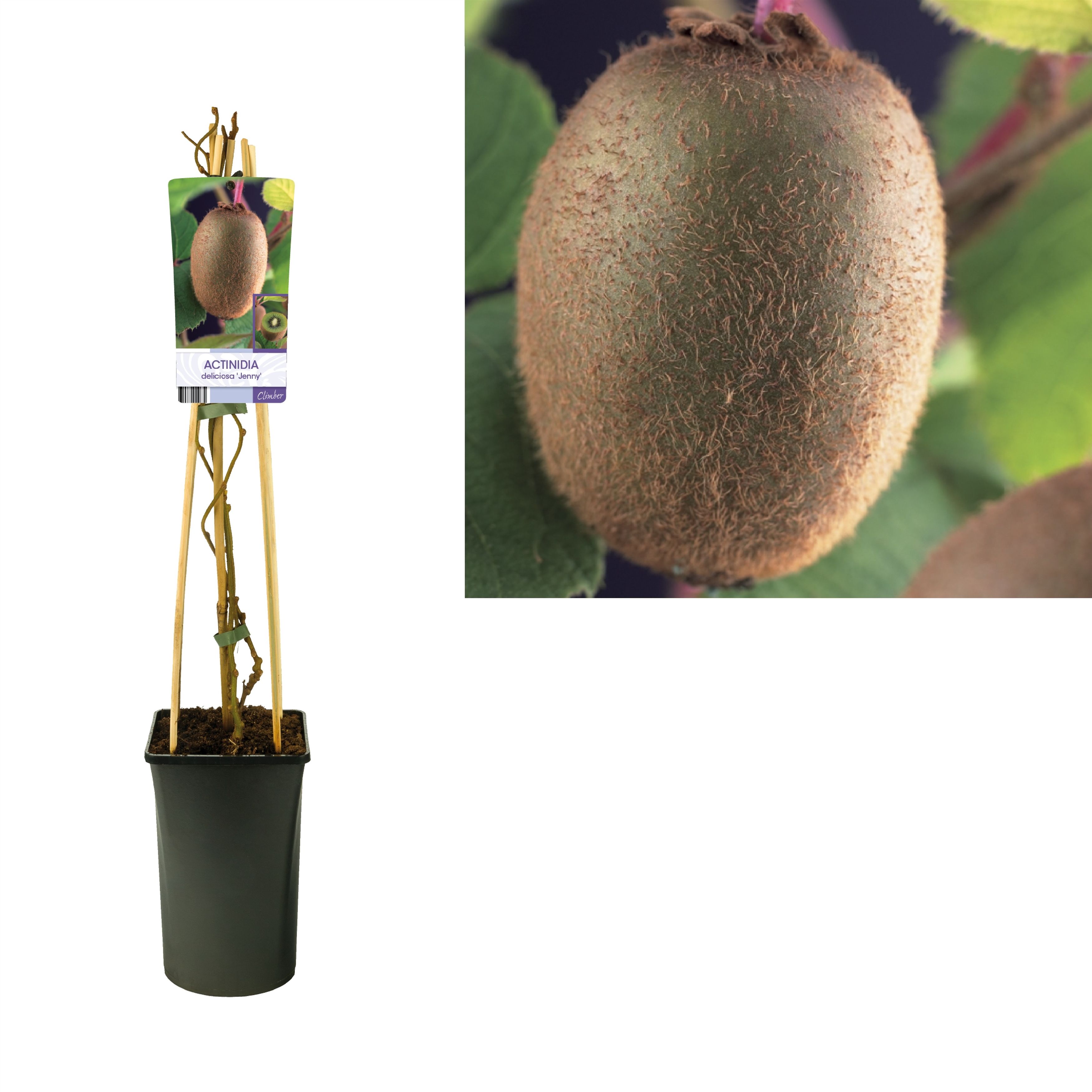 Actinidia deliciosa 'Jenny' +light label, D 17 cm Actinidia deliciosa 'Jenny' +light label, D 17 cm