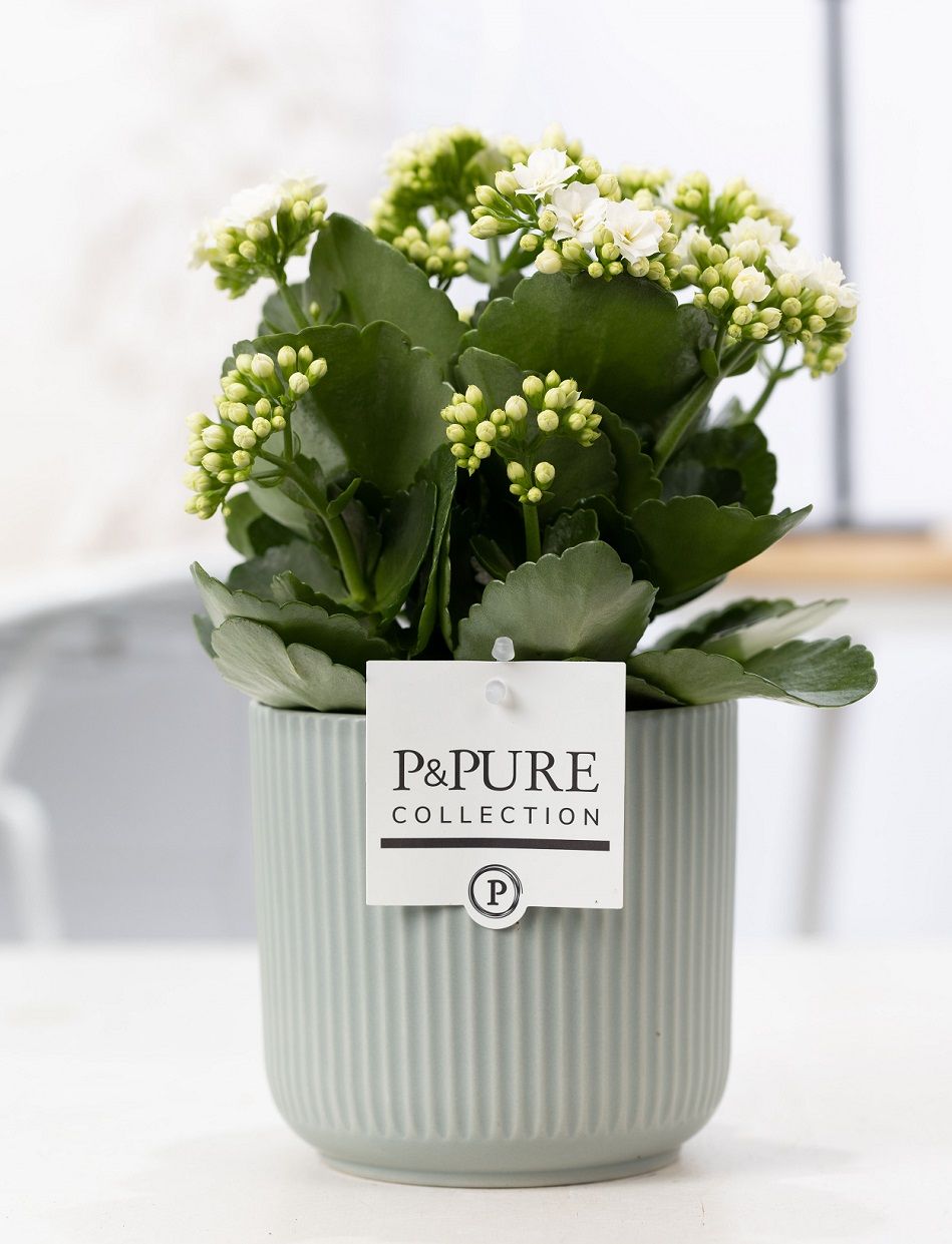 Kalanchoe white in P&PURE Sophie ceramics green, D 12