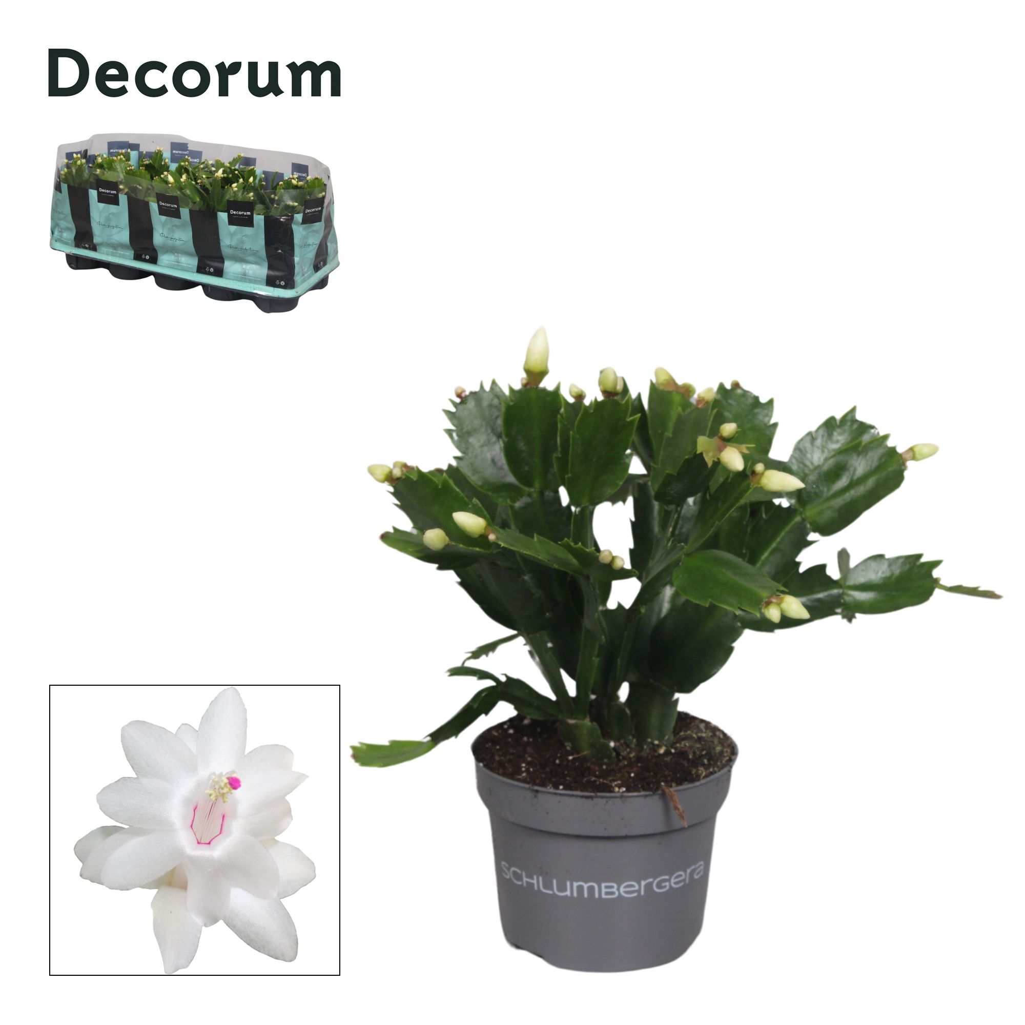 Schlumbergera - 10,5 cm - White (Malissa) - Decorum, D 10,5