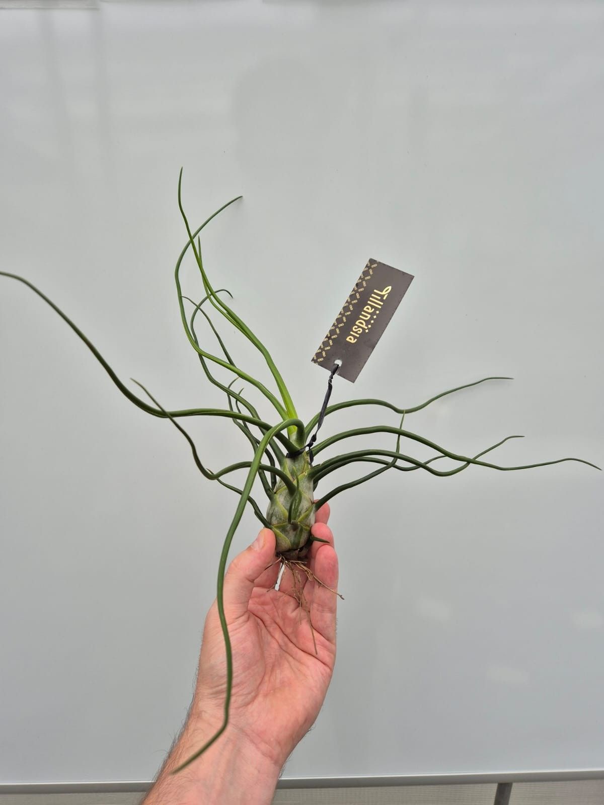 Tillandsia Bulbosa Giant met Label, D 25