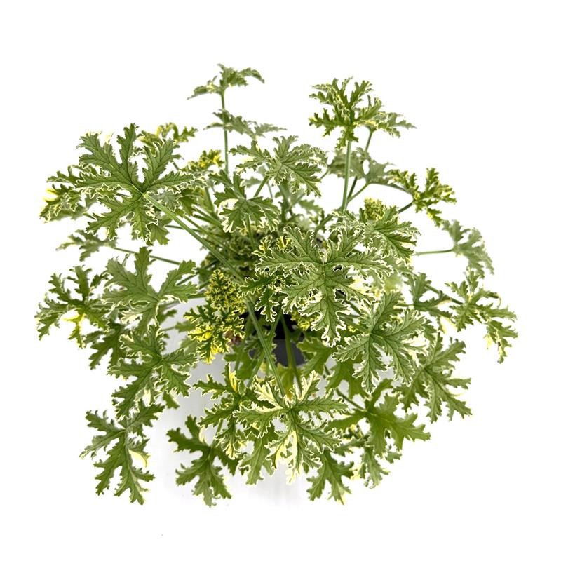 PELARGONIUM GRAVEOLENS 'Lady Plymouth', D 12 cm