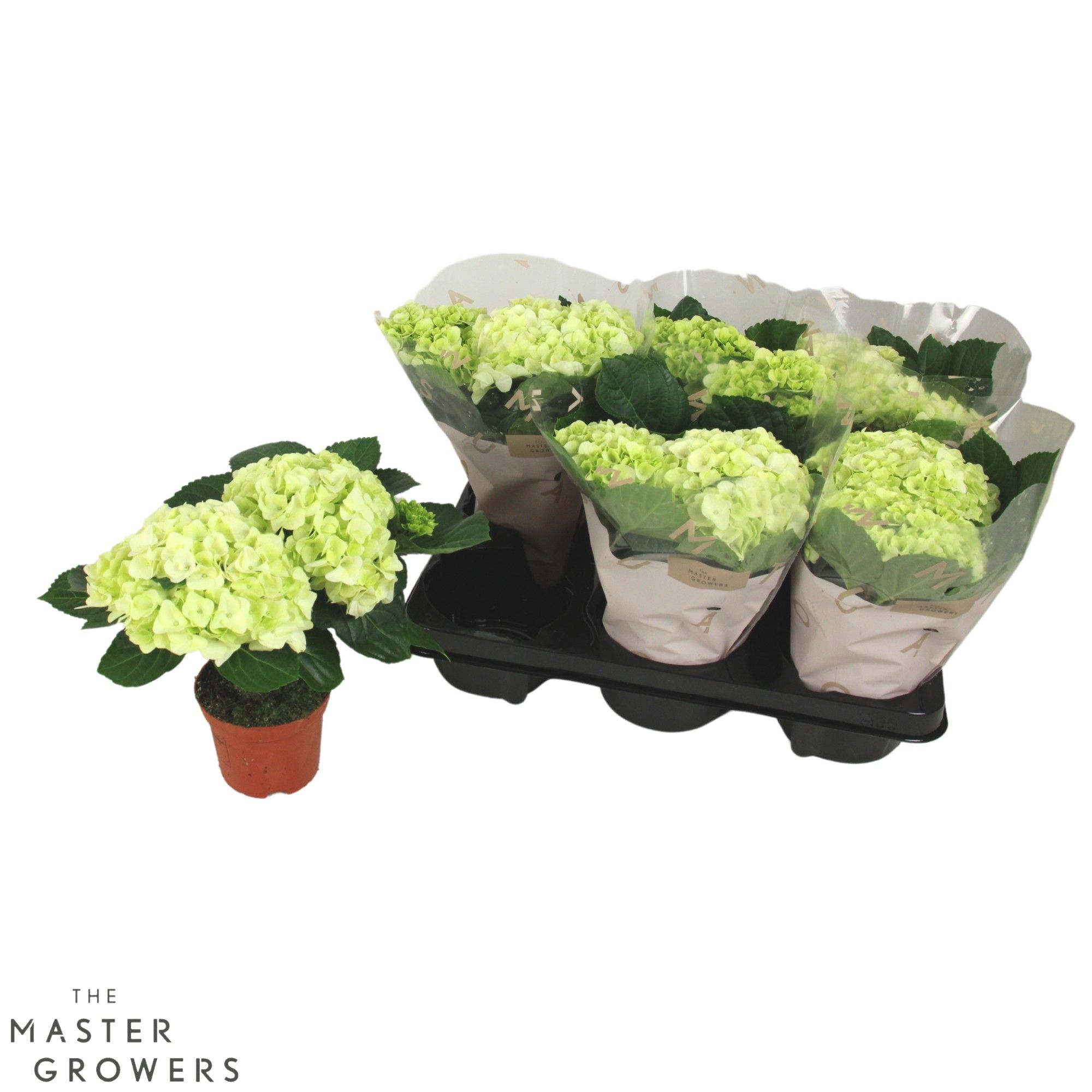 Hydrangea macr. Wit 10cm 2kop, D 10