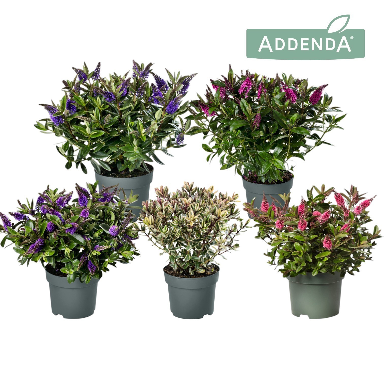 Hebe Addenda® Mix laag Groen + Bont P15, D 15