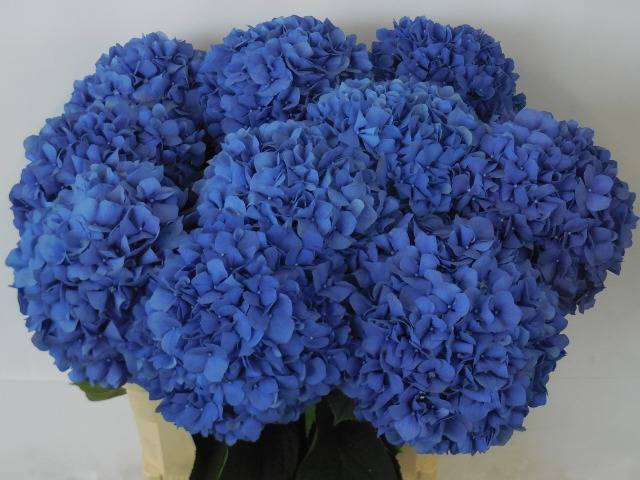 Гортензия Пимпернел 80, шт.