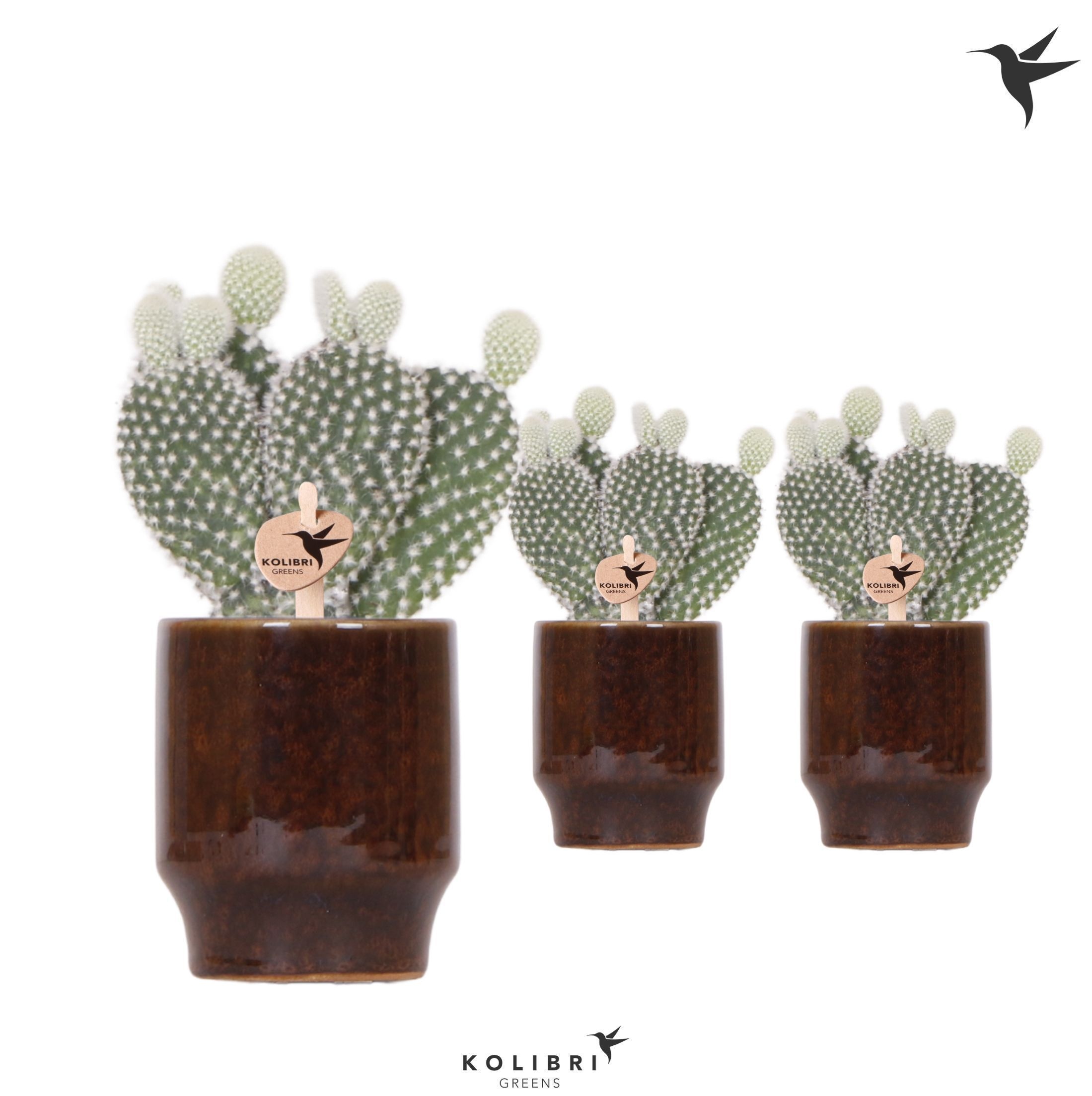 Kolibri Greens Opuntia white in Classy pot brown, D 6