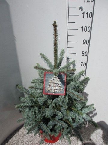 Picea pungens Super Blue 70-90 P32, D 32 cm