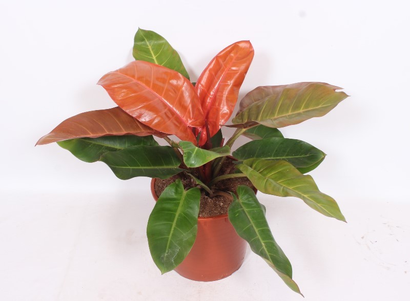 Philodendron Prince of Orange, D 34