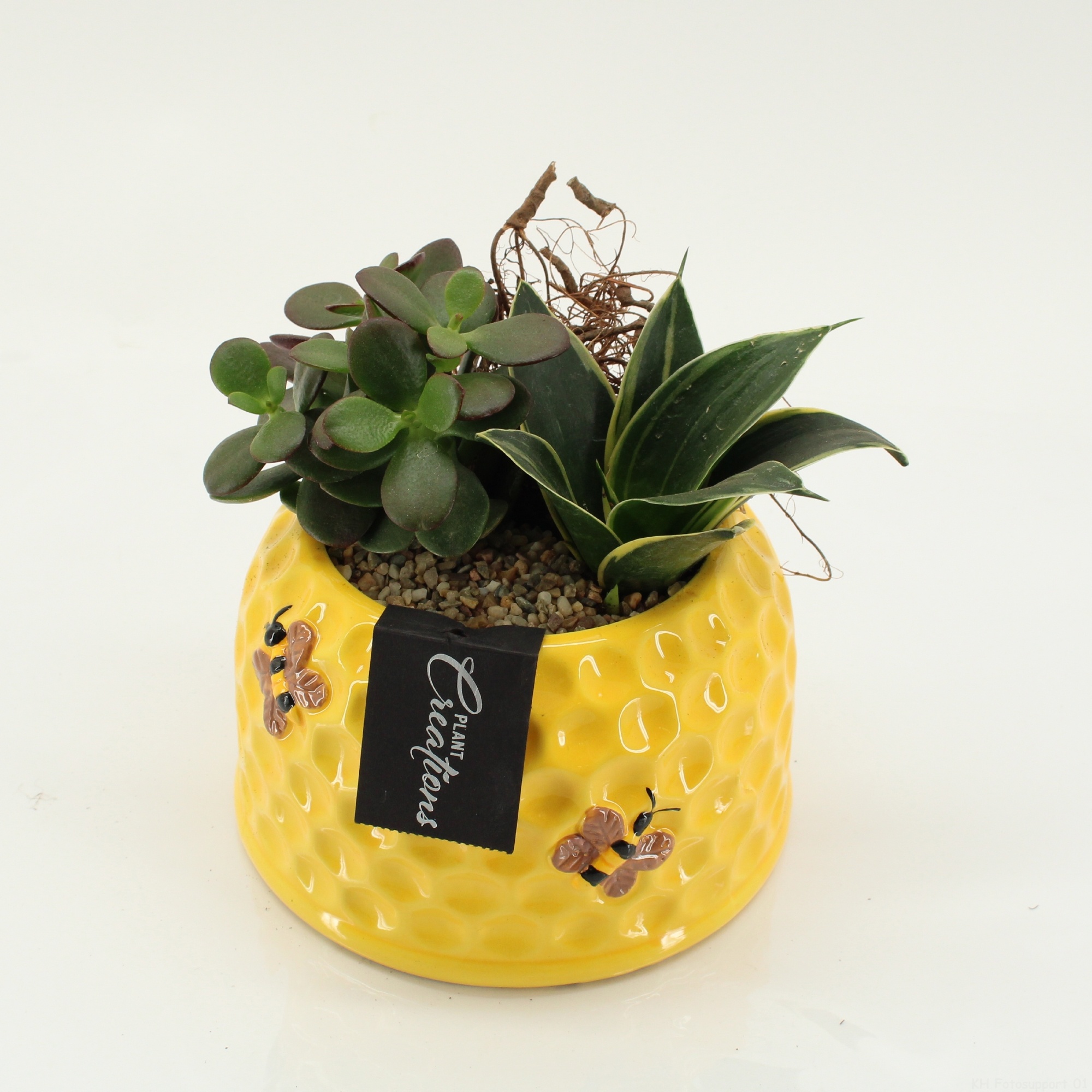 SUCR-2638 Succulent Essentials, D 16