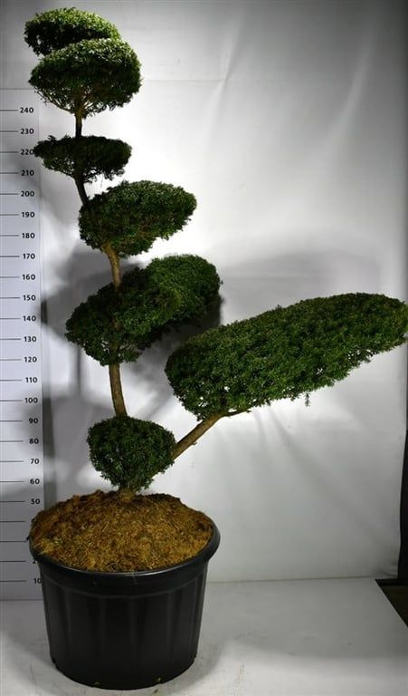 Taxus cuspidata, D 80