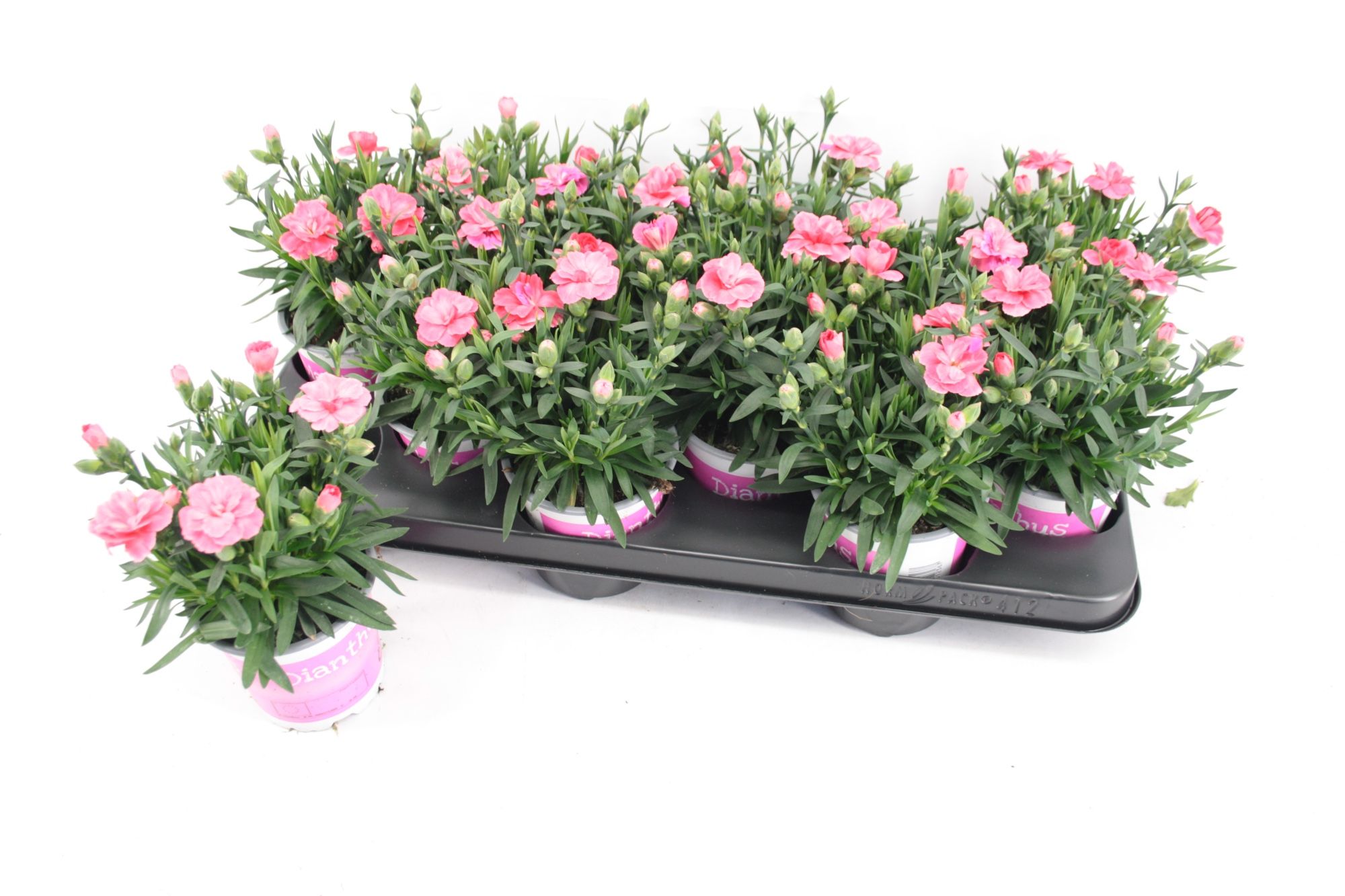 Dianthus Oscar Red, D 10,5