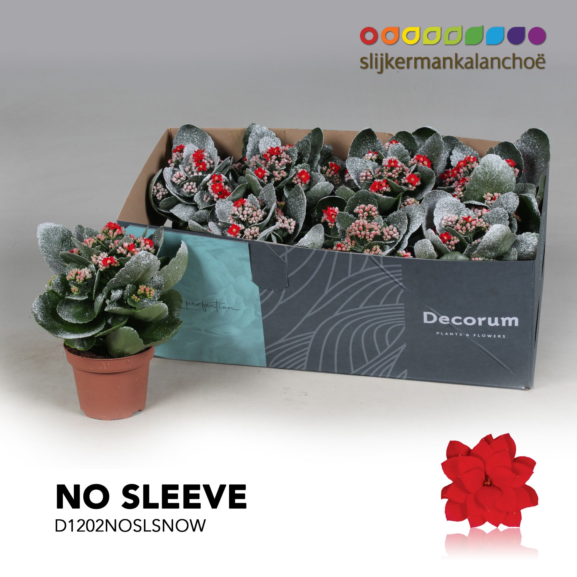 Kalanchoe No Sleeve - Red with snow/sneeuw - kerst, D 12 cm