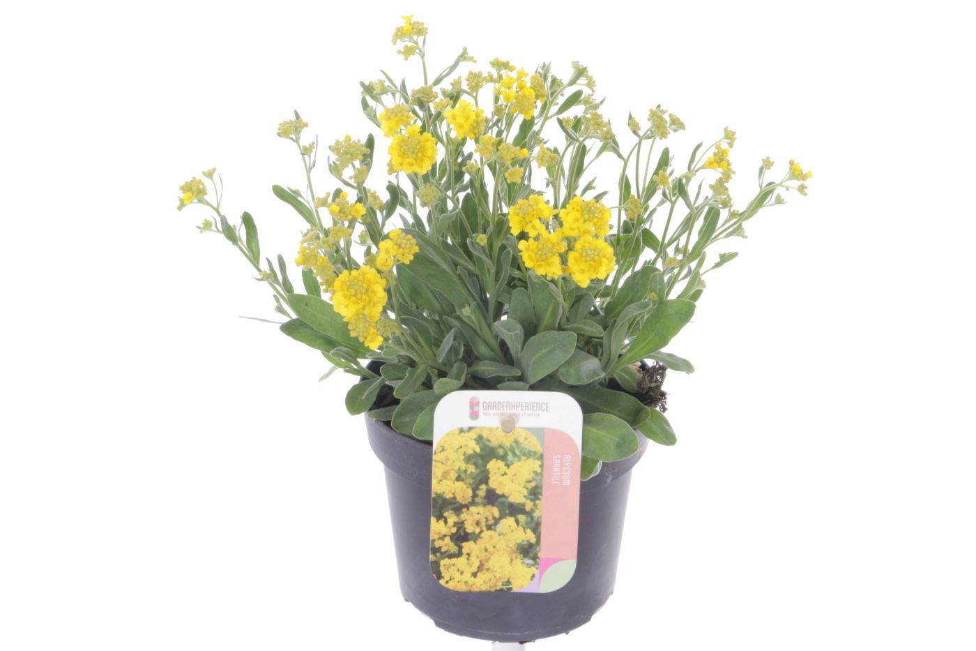 Alyssum saxatilis, D 13