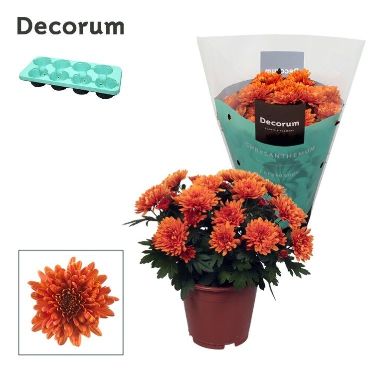 Chrysanne® Grandezza Orange, D 13 cm Chrysanne® Grandezza Orange, D 13 cm