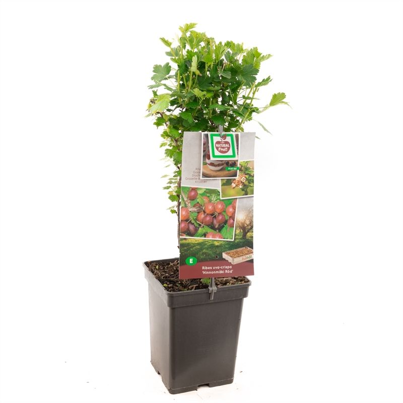 Ribes uva-crispa Hinnonm�ki R�d Rode kruisbes, D 18 cm