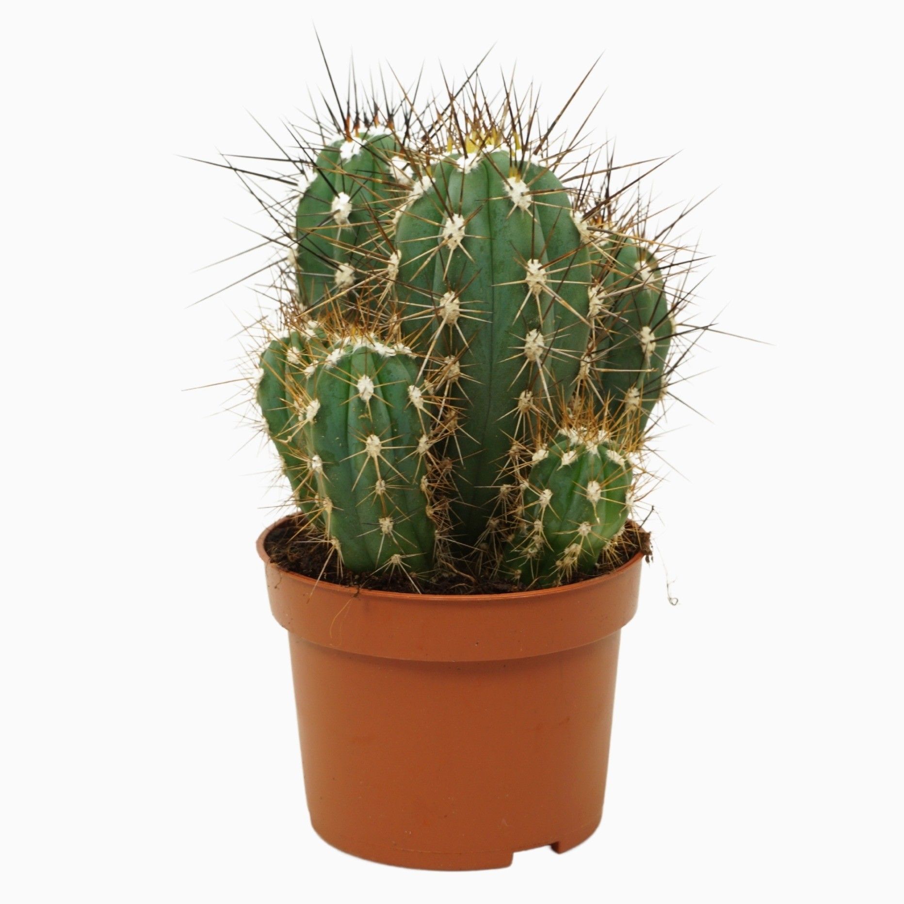 Stetsonia coryne 10,5 cm, D 10,5