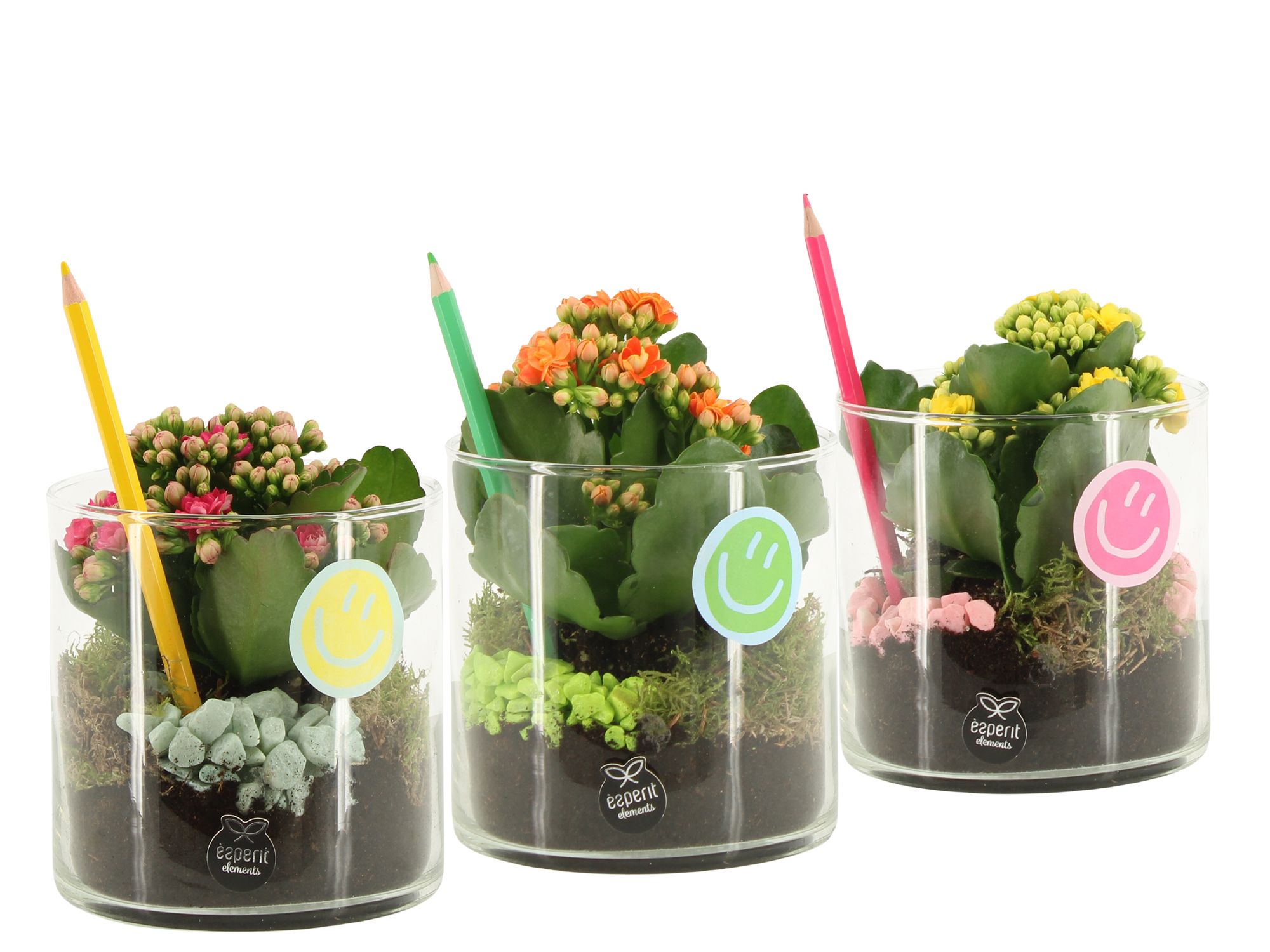 31572: Love school arrangement, D 12