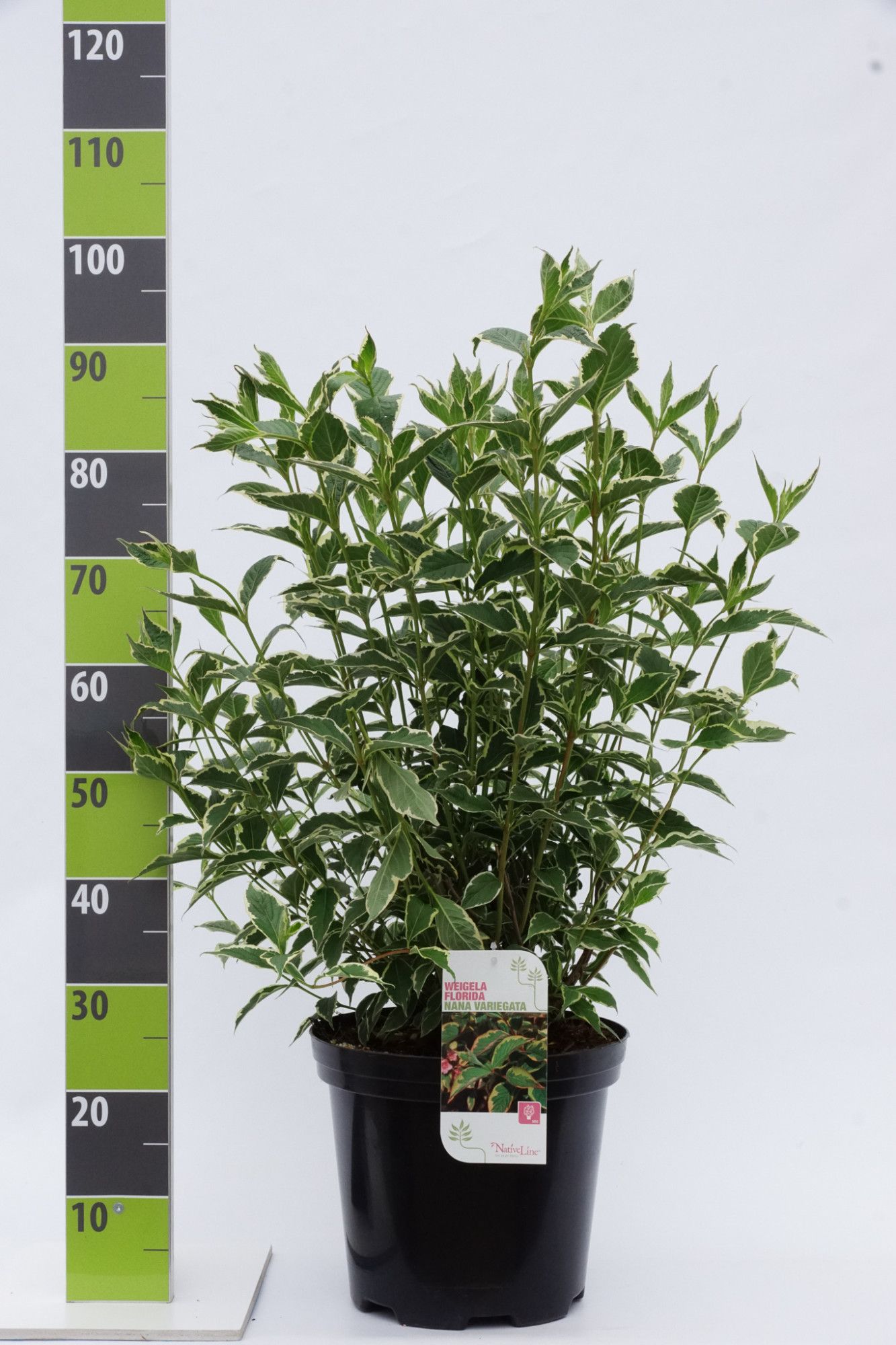 Weigela florida 'Nana Variegata' C 12, D 30 cm