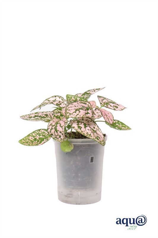 Hypoestes p06 pink Aqu@, D 6