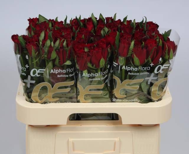 Роза од. Эвер Рэд 60, шт. Роза од. Эвер Рэд 60, шт.