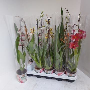 Cambria mix 1 tak, D 12