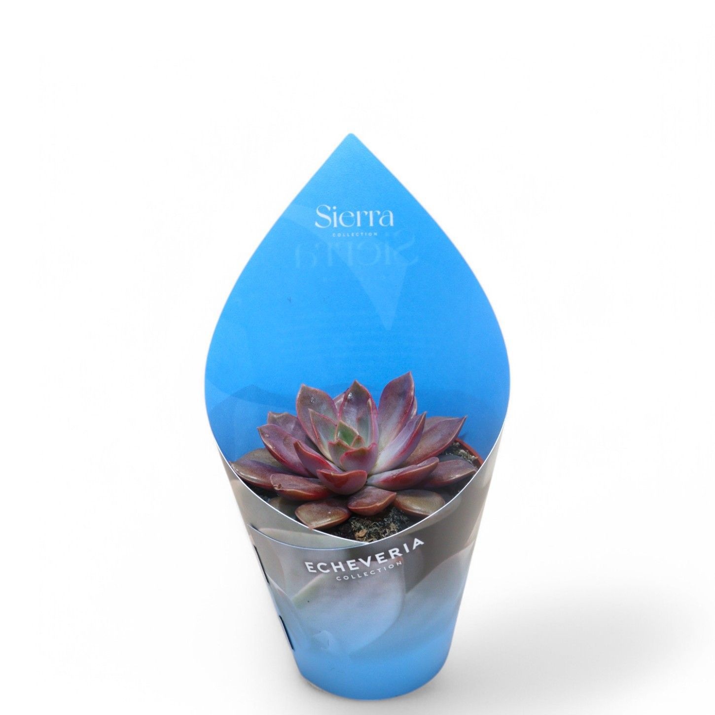 Sierra's - Echeveria Mina, D 8,5