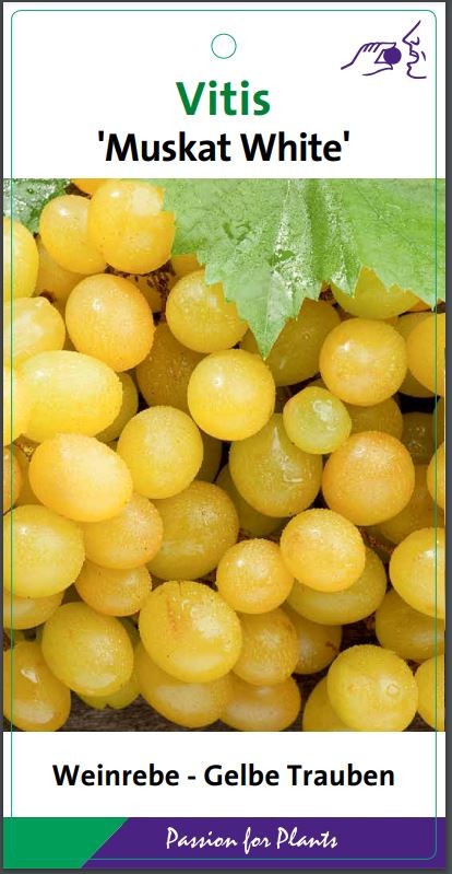 Vitis 'Muscat White' 80CMC2, D 17 cm