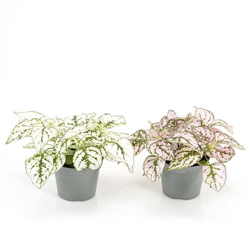 HYPOESTES PHYLLOSTACHYA 'Mix', D 6