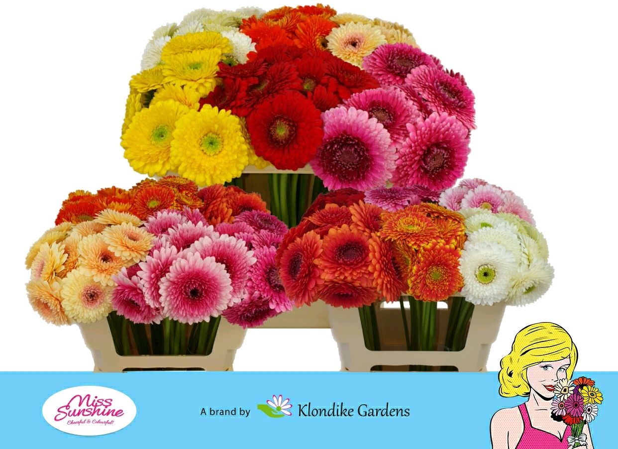 Гермини Помпон Болеро Микс в линию x60, шт.