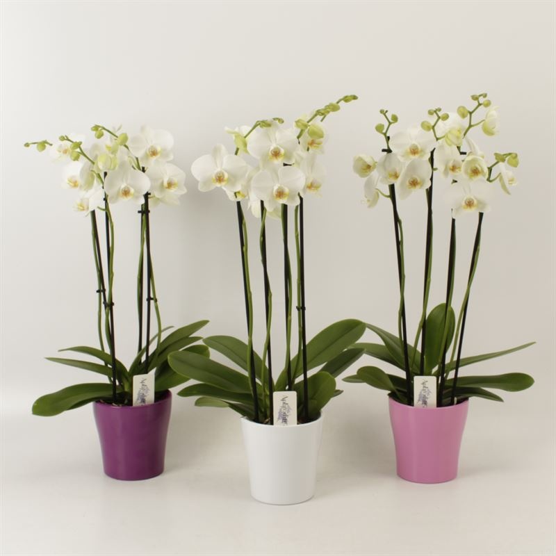 Phalaenopsis overig wit 4 tak wit in ton sur ton keramiek, D 12