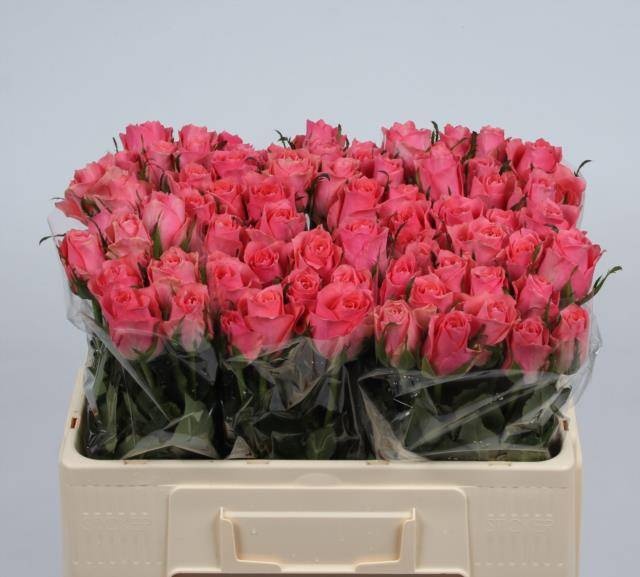 Роза од. Эйс Пинк+ 50, шт. Роза од. Эйс Пинк+ 50, шт.