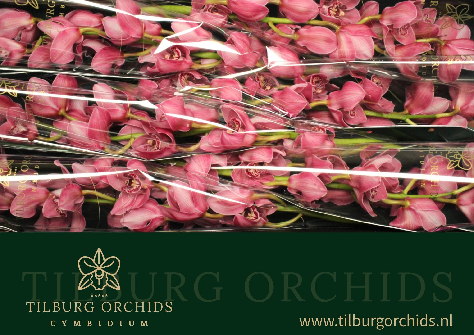 Цимбидиум Миссис Ребекка x6 80, шт.