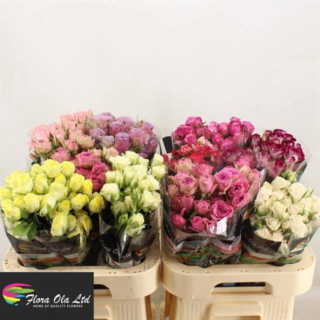 Роза куст. Микс в баке 60, шт.