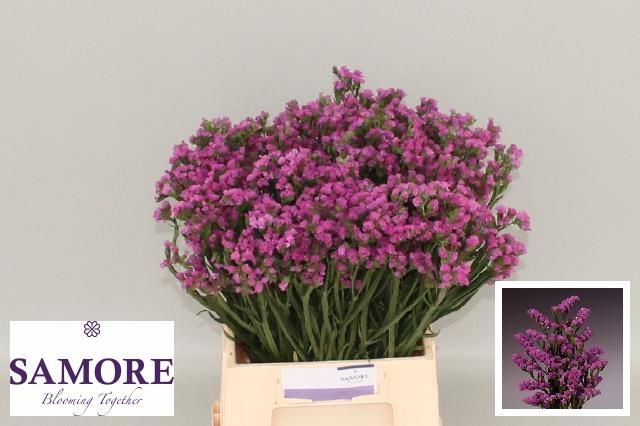 Статица Роза Сан Бедрс 45, шт.