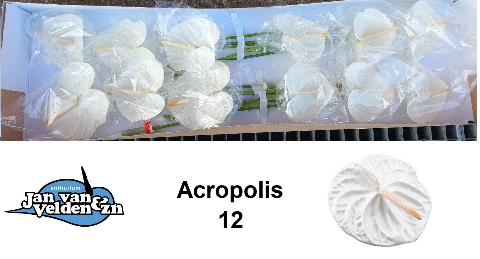 Антуриум Акрополис x12, шт. Антуриум Акрополис x12, шт.