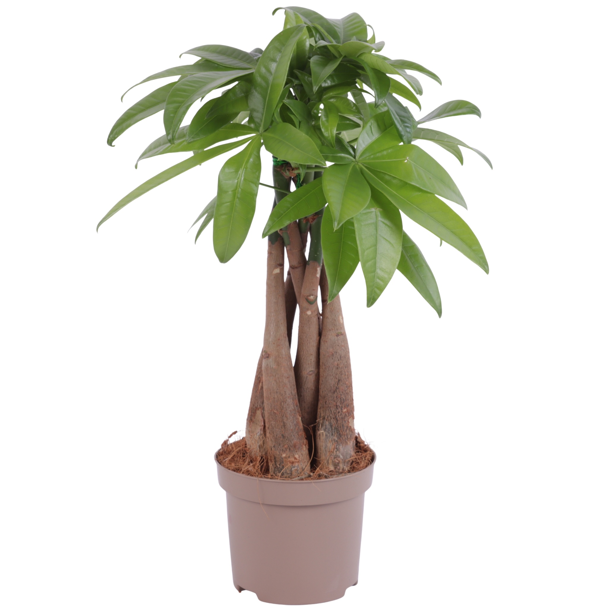 Pachira Aquatica Braided pot Ø09cm Carbon Free pot, D 9