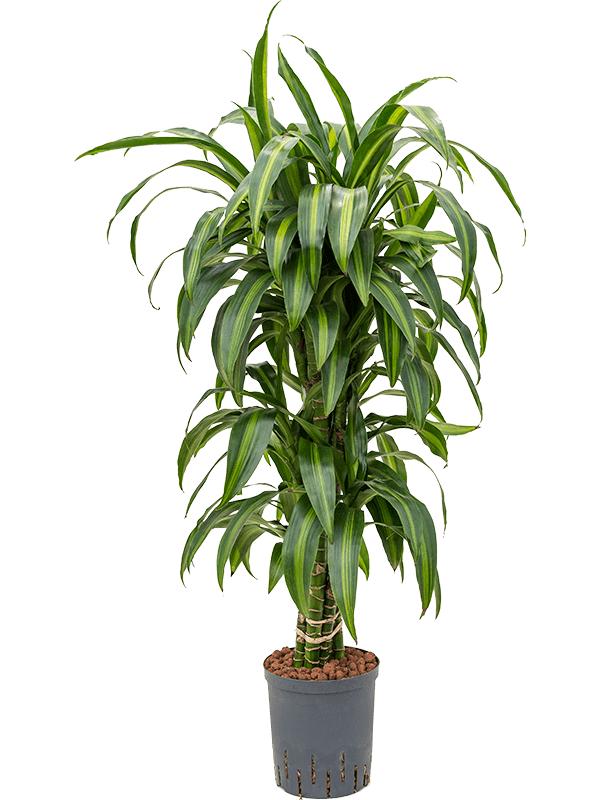 Dracaena fragrans 'Hawaiian Sunshine', D 18