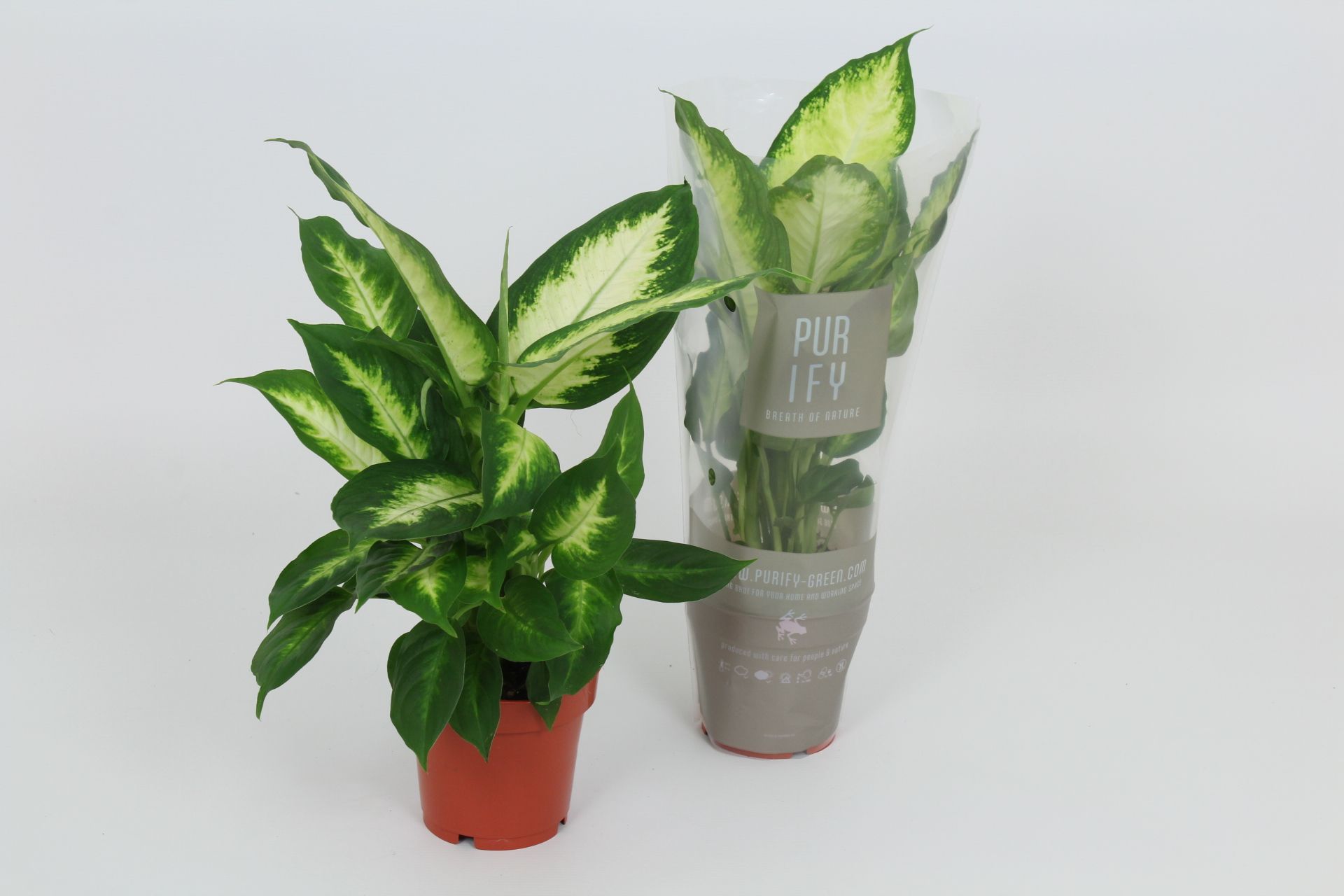 Purify Dieffenbachia Camilla 12 cm, D 12