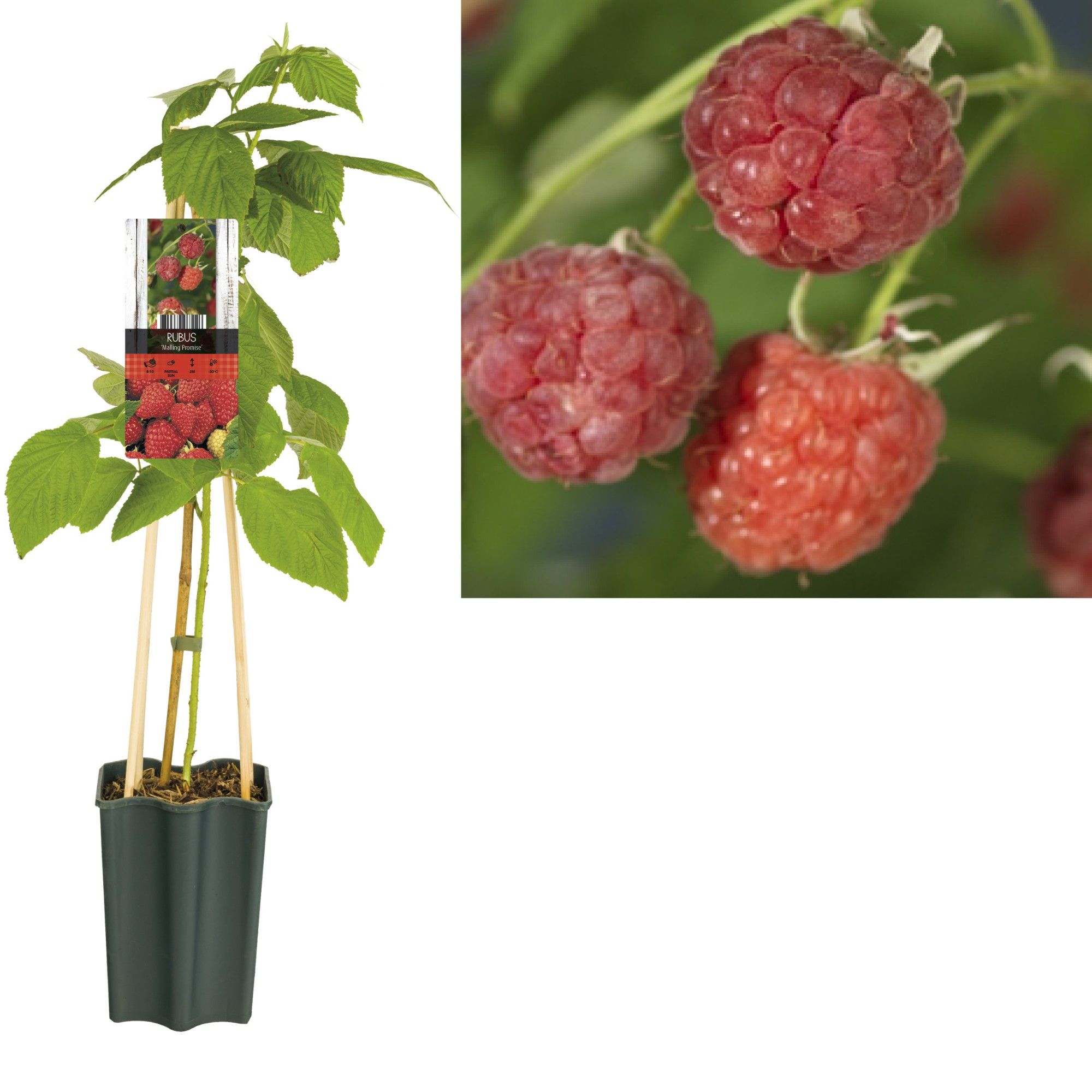 Rubus 'Malling Promise' +light label, D 15 cm