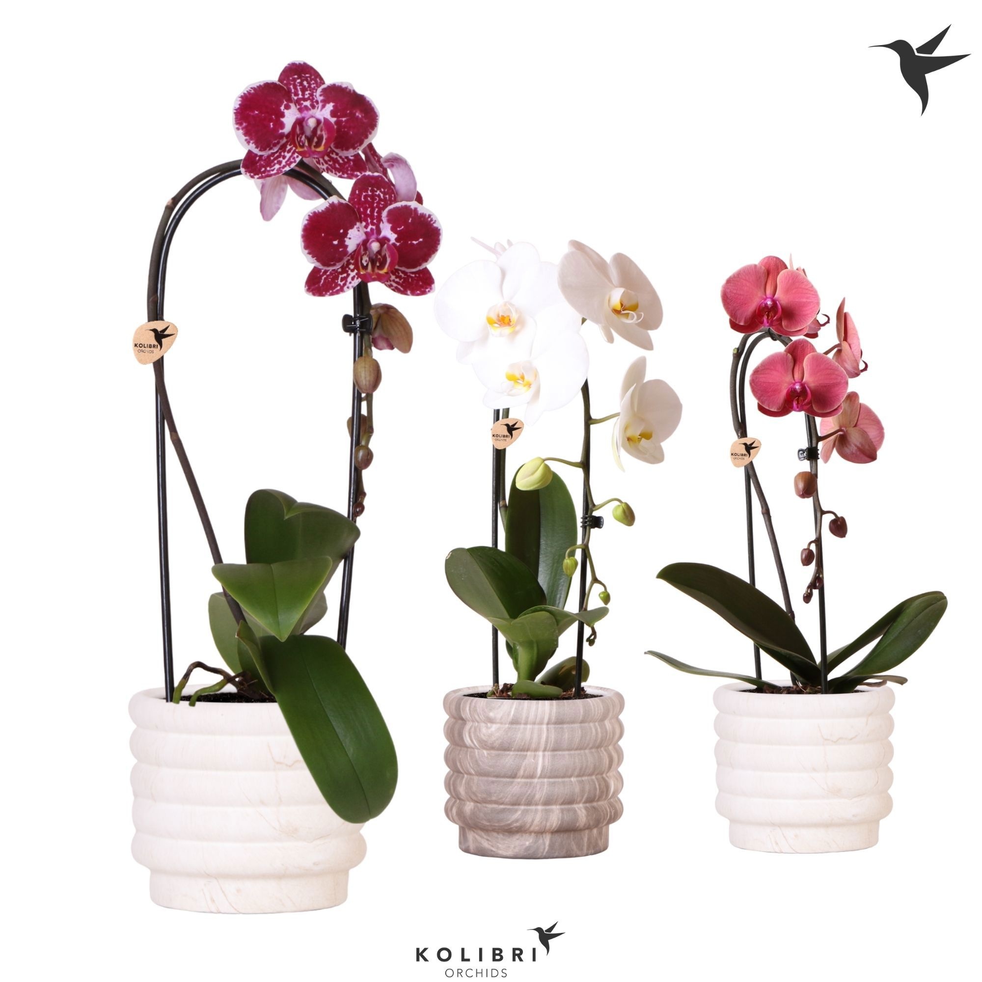 Kolibri Orchids Phalaenopsis Cascade Niagara Fall mix 1 spike in Marble pot mix, D 12