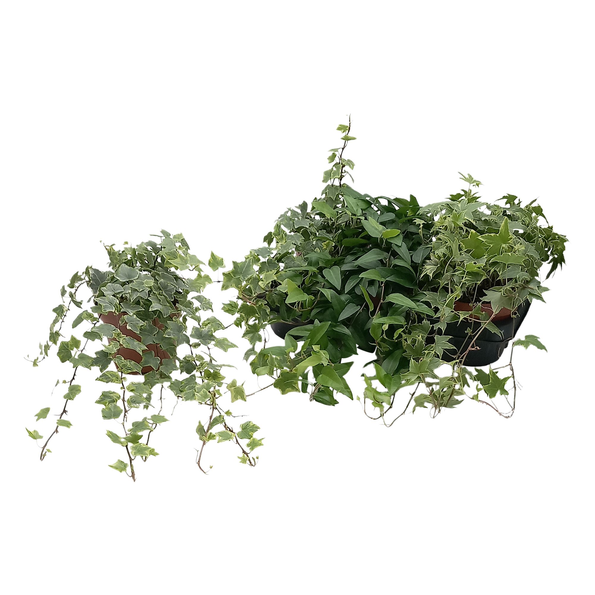 Hedera helix gemengd, D 13