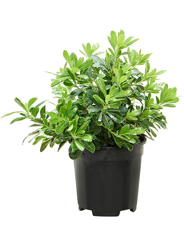 Pittosporum tobira 'Nana', D 17
