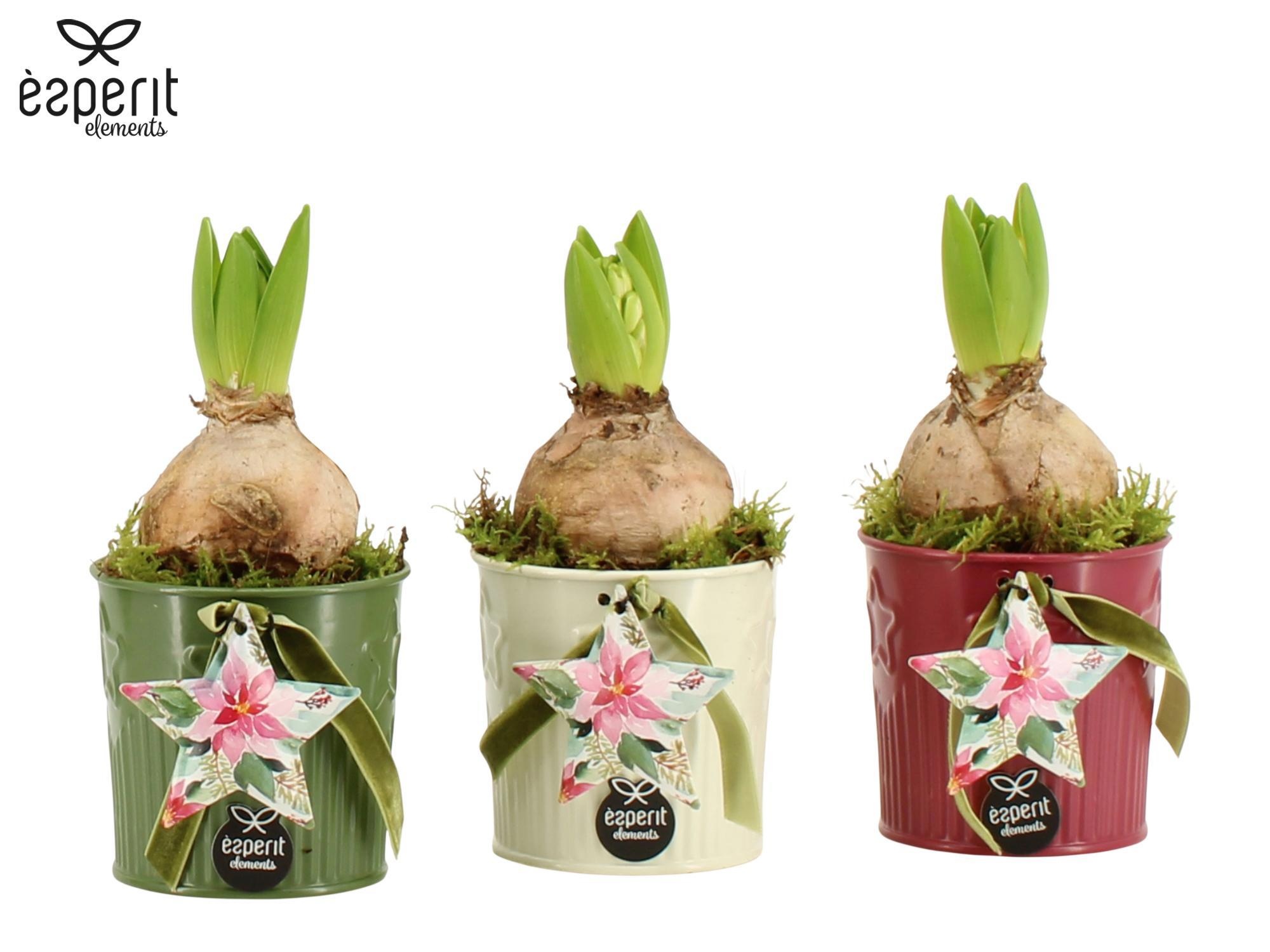 62026: X-mas arrangement, D 8