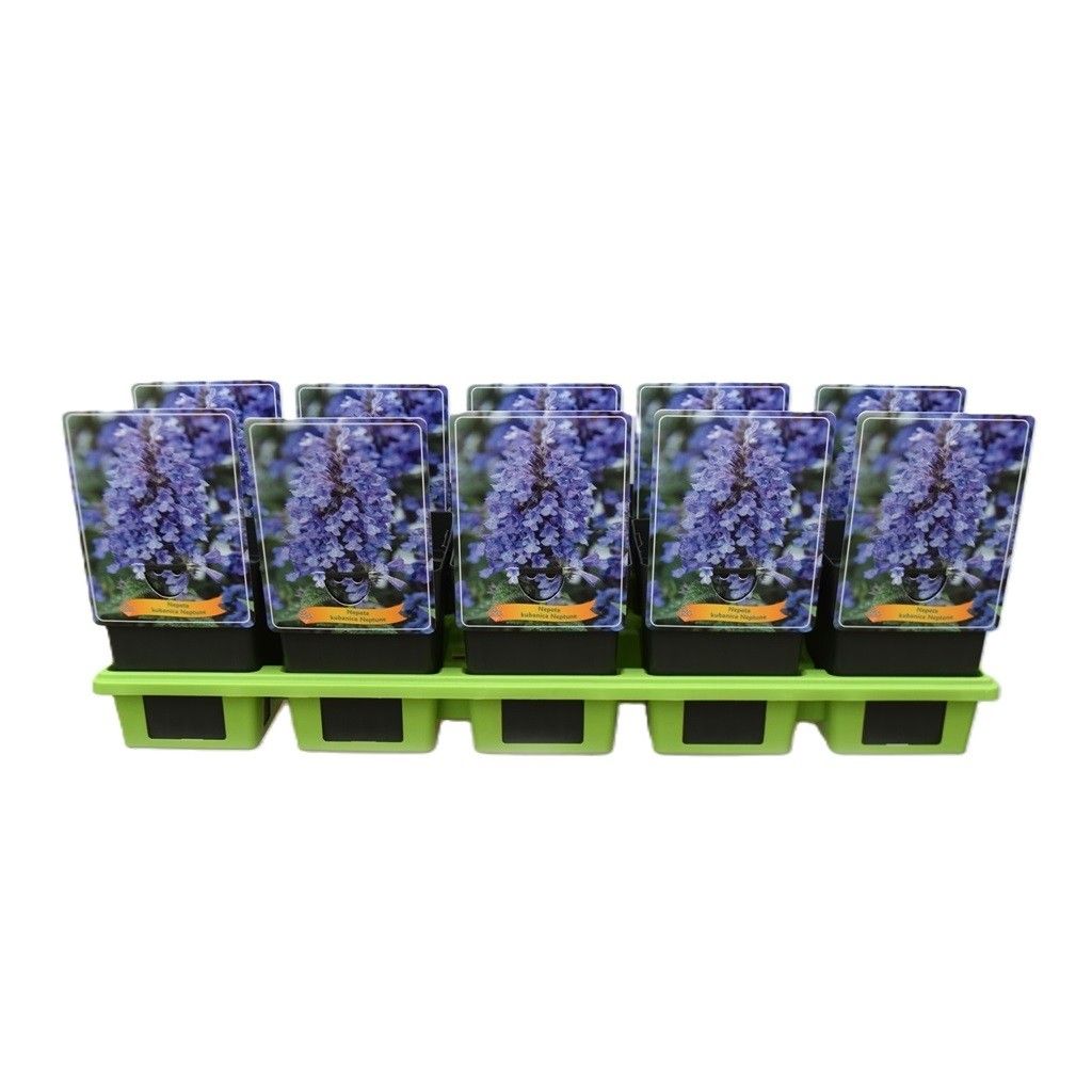 Nepeta kubanica 'Neptune' P11, D 11 cm